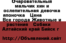 Очаровательный мальчик хин и ослепительная девочка японочка › Цена ­ 16 000 - Все города Животные и растения » Собаки   . Алтайский край,Бийск г.